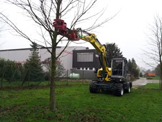 Treeshear Vosch 